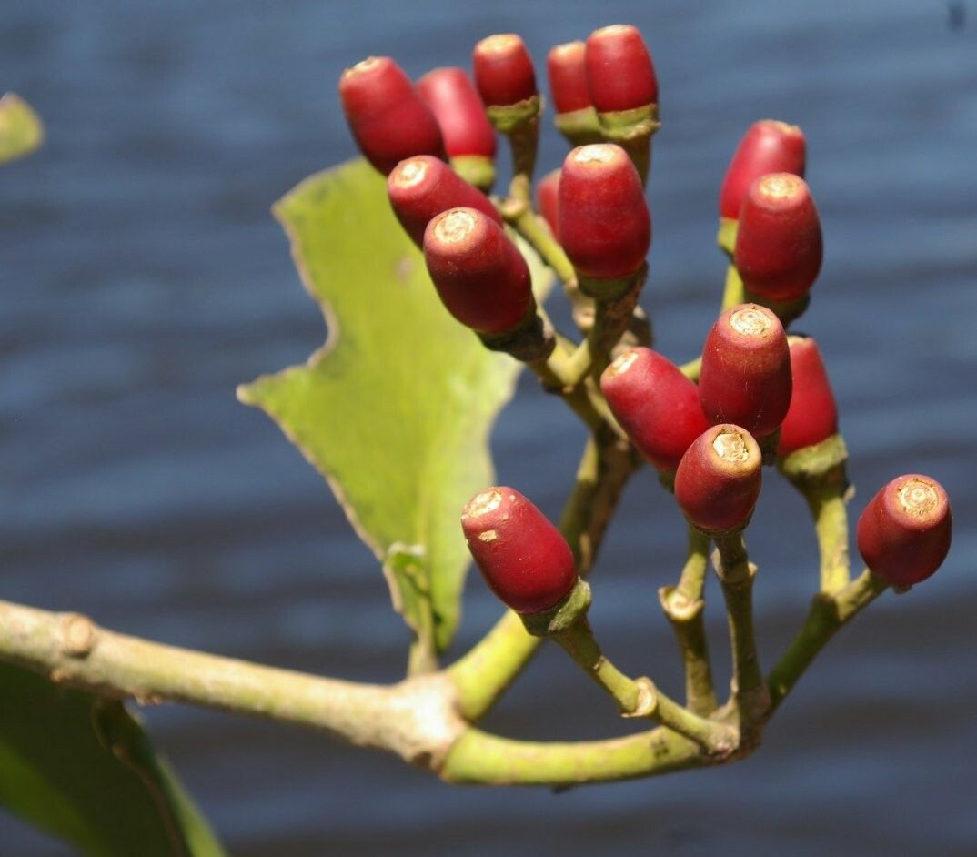 Psittacanthus acinarius — related species from the same genus