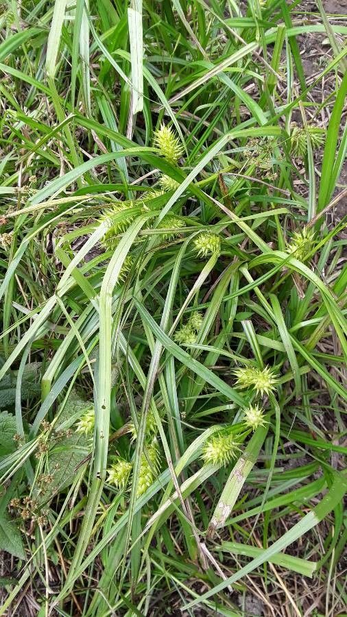 Carex lupuliformis — search result for 'Carex'