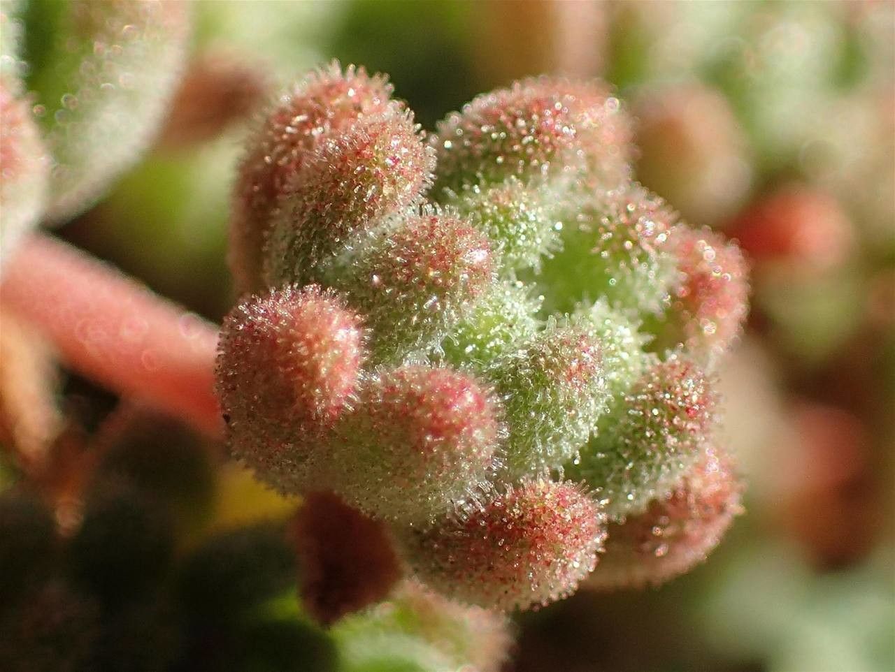 Sedum hirsutum fruit