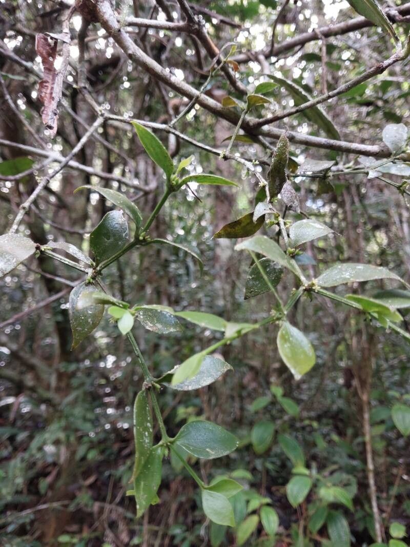 Viscum multicostatum other