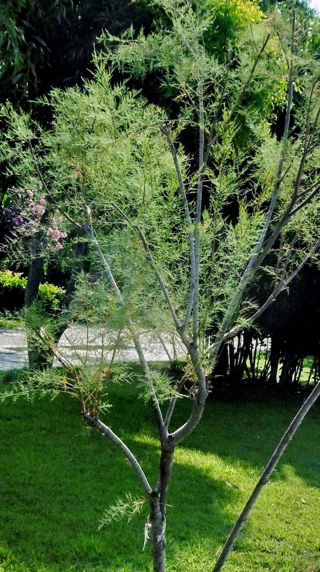 Tamarix gracilis habit