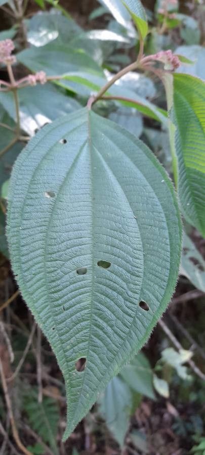 Leandra crenata — related species from the same genus