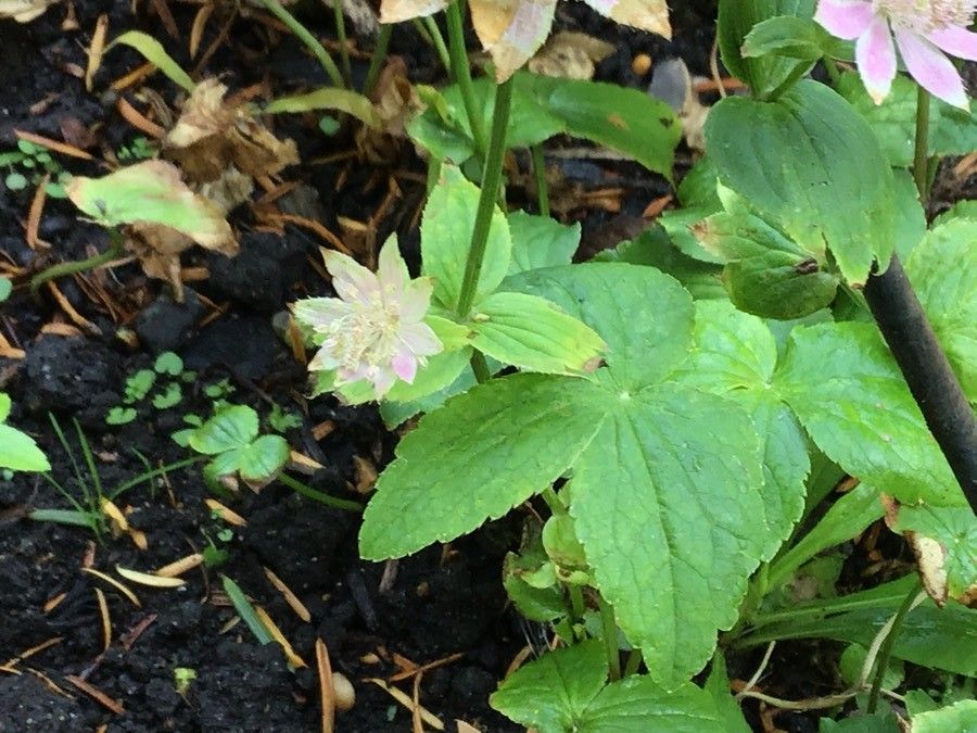 Astrantia maxima