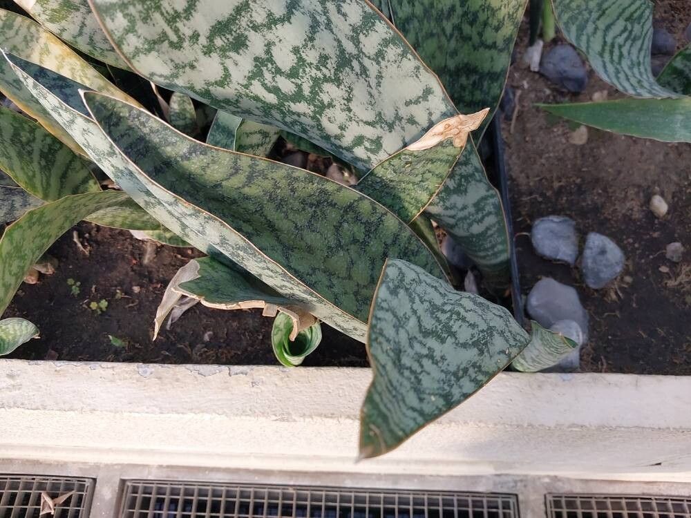 Dracaena aubrytiana — search result for 'Dracaena'