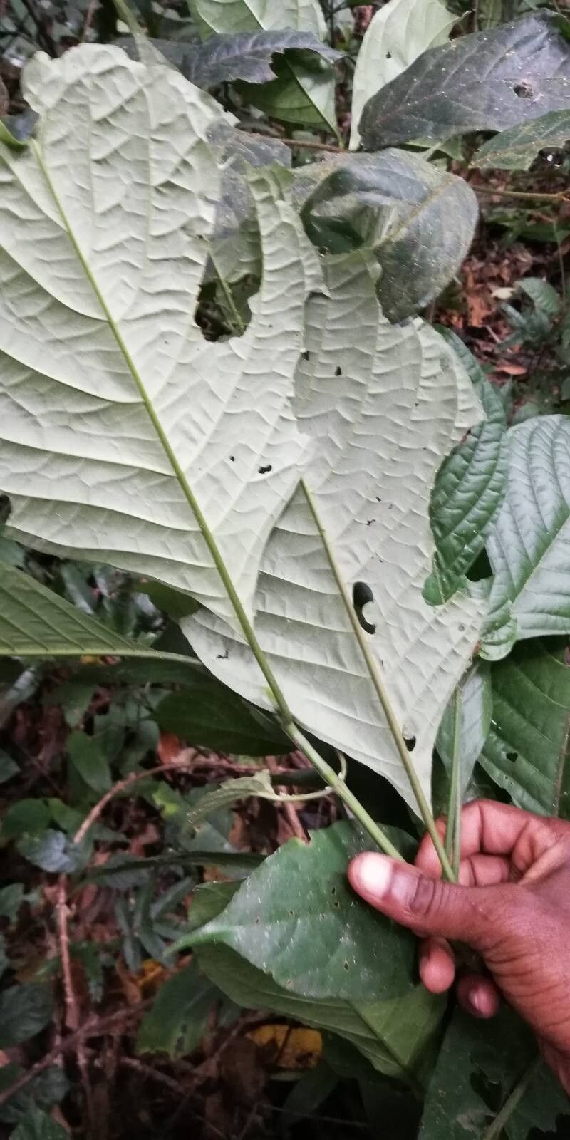 Psychotria gigantifolia leaf