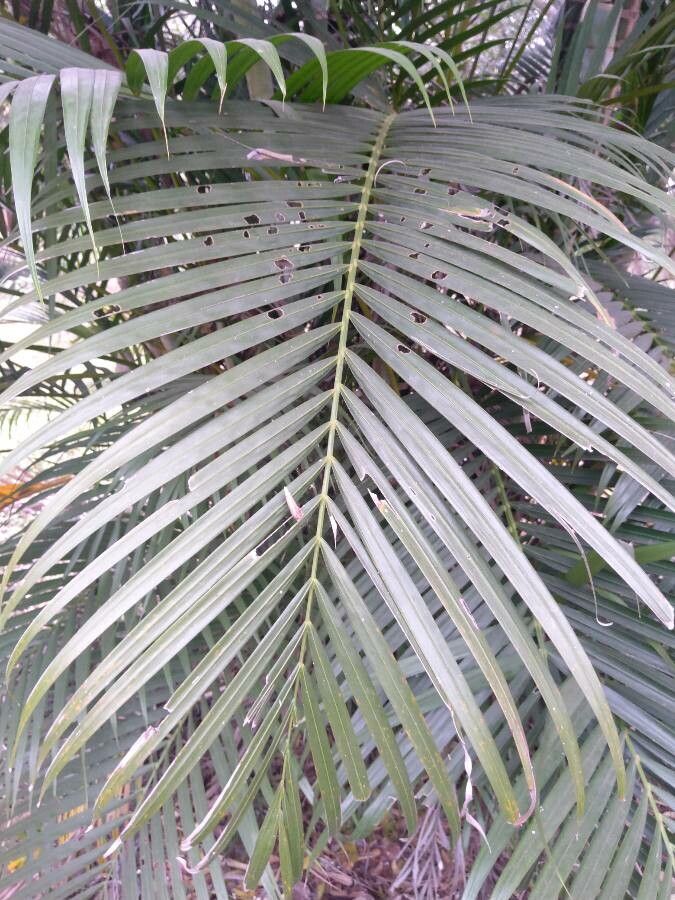 Hyophorbe indica leaf