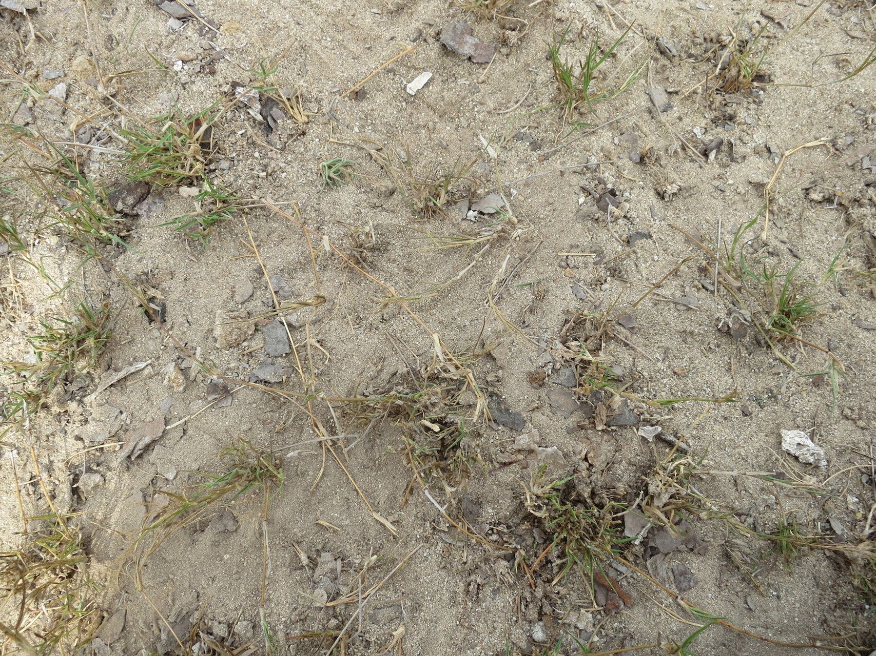 Panicum voeltzkowii — houseplant care guide