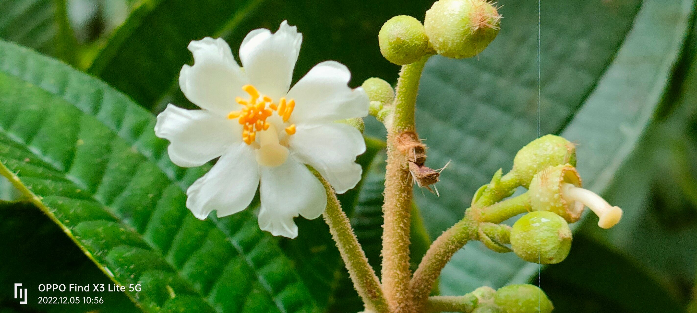 Miconia subhirsuta flower
