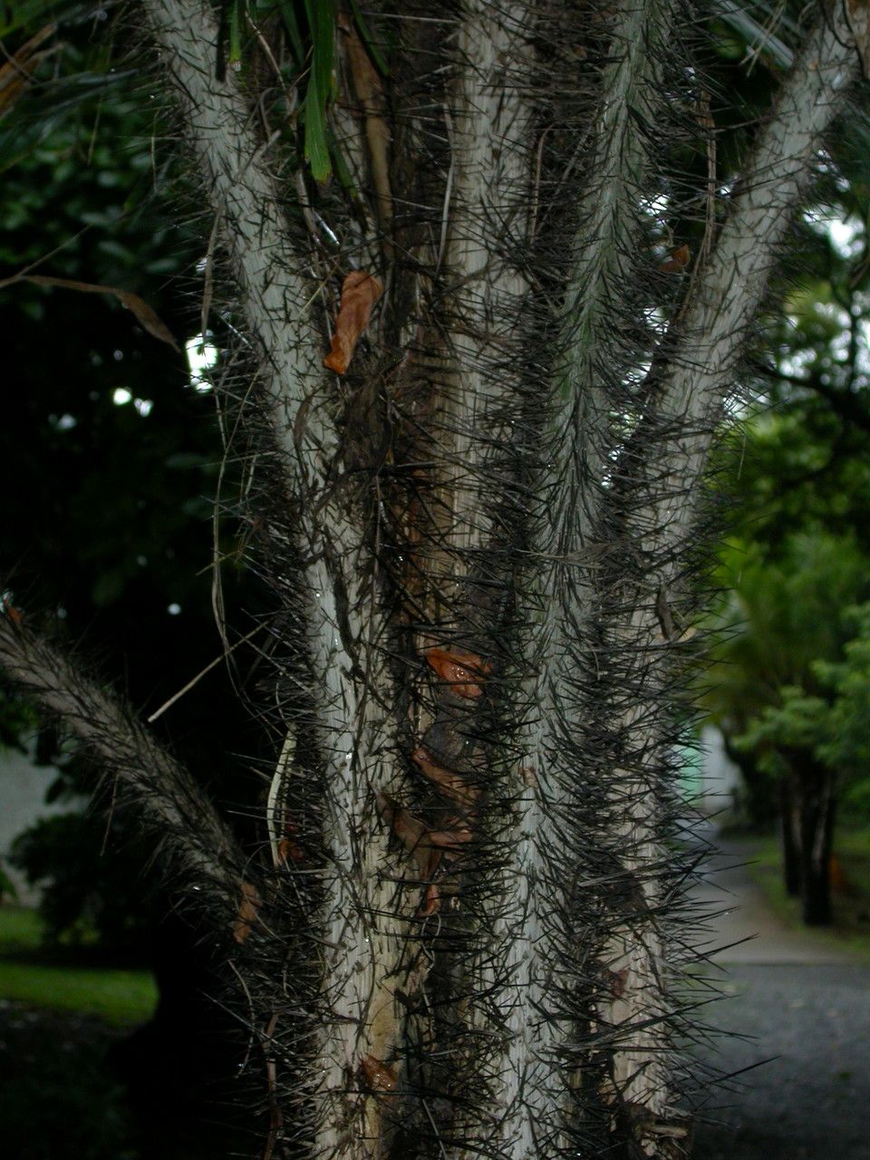 Aiphanes minima bark