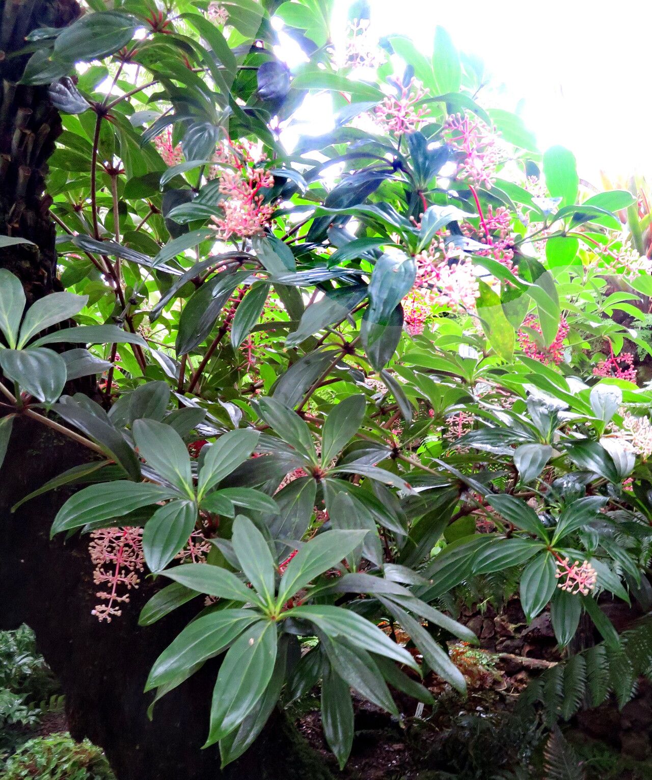 Medinilla pendula habit