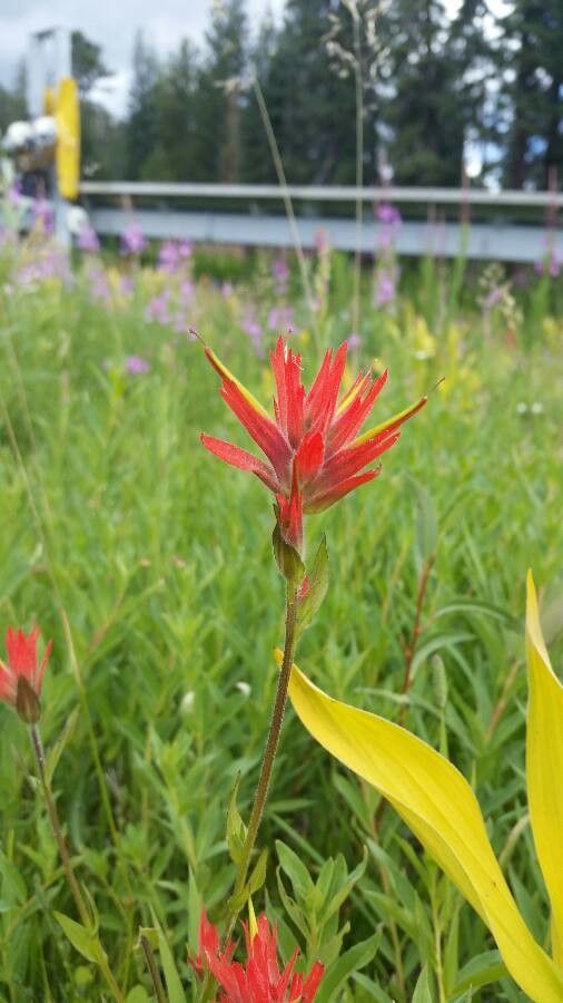 Castilleja miniata flower
