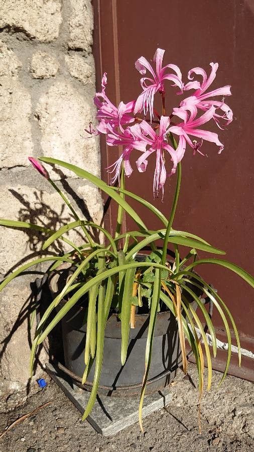 Nerine bowdenii habit