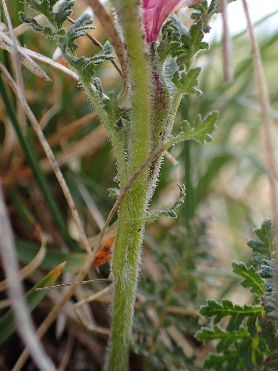 Pedicularis gyroflexa bark