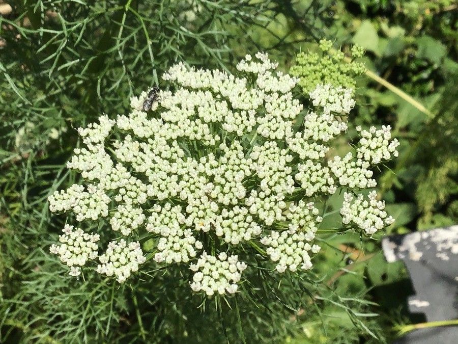 Ammi visnaga flower
