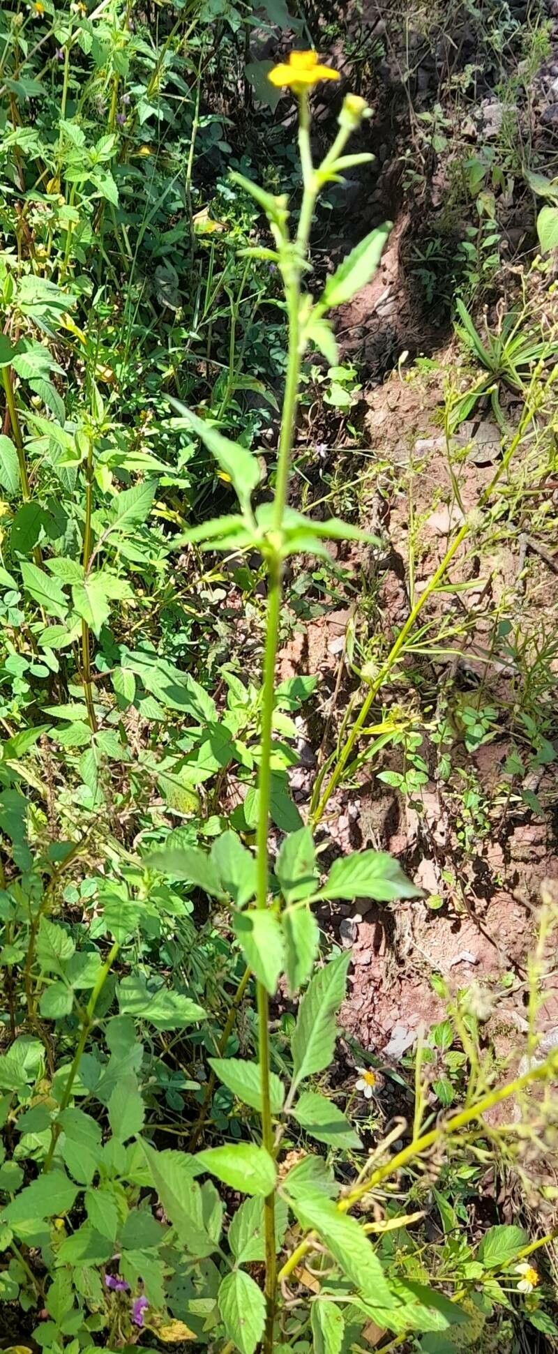 Bidens mandonii habit