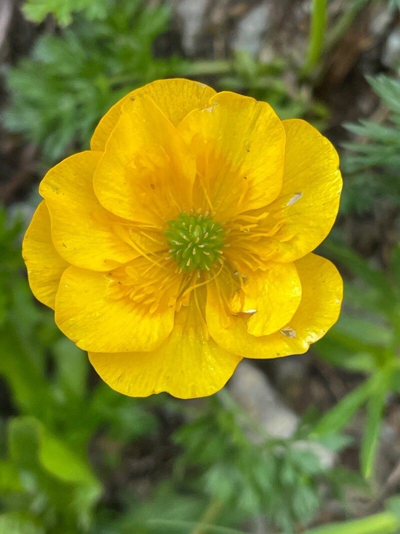 Ranunculus pseudomontanus flower