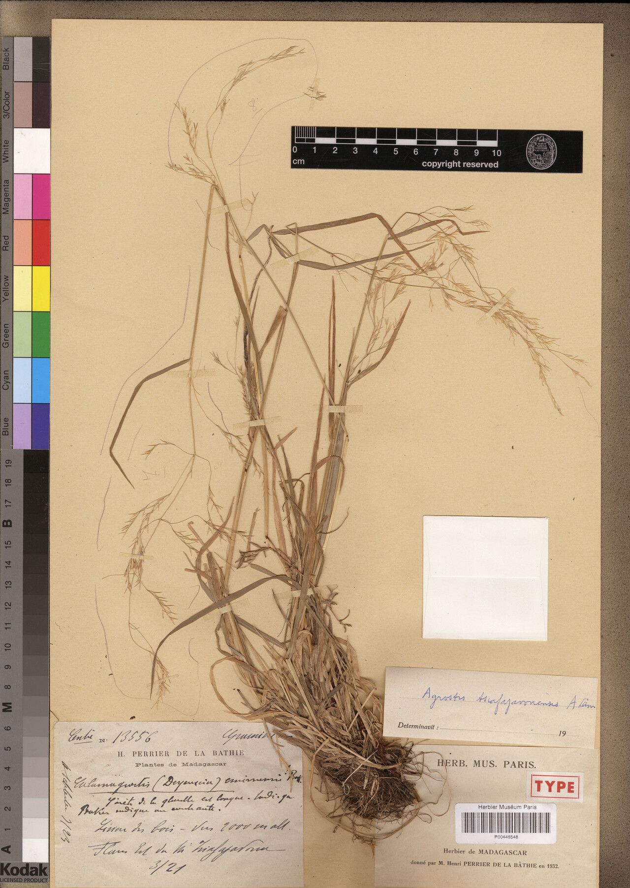 Agrostis tsiafajavonensis — search result for 'Agrostis'