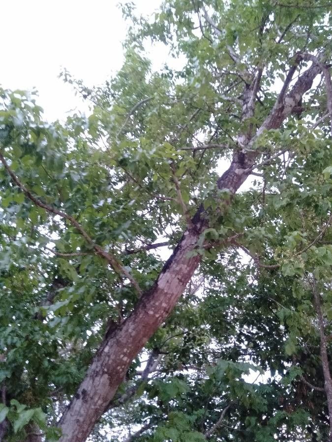 Chionanthus ramiflorus habit