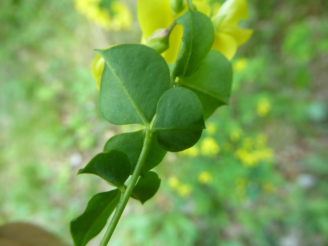 Cytisophyllum sessilifolium — houseplant care guide