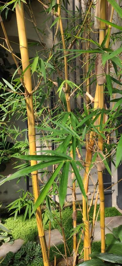 Bambusa eutuldoides — search result for 'Bambusa'