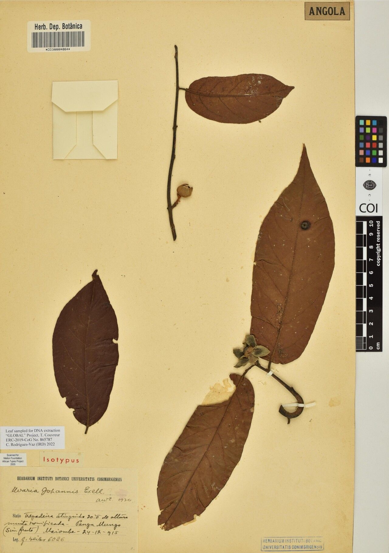 Uvaria johannis — houseplant care guide