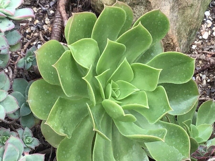 Aichryson tortuosum — houseplant care guide