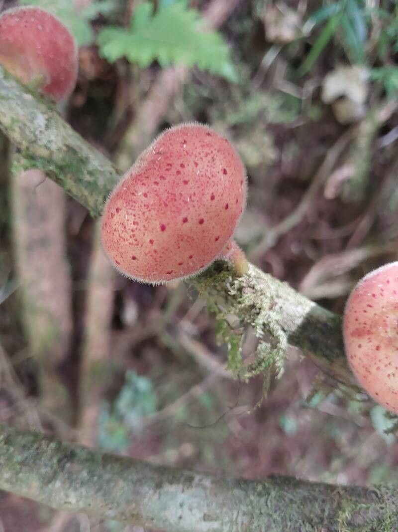 Ficus brachyclada fruit
