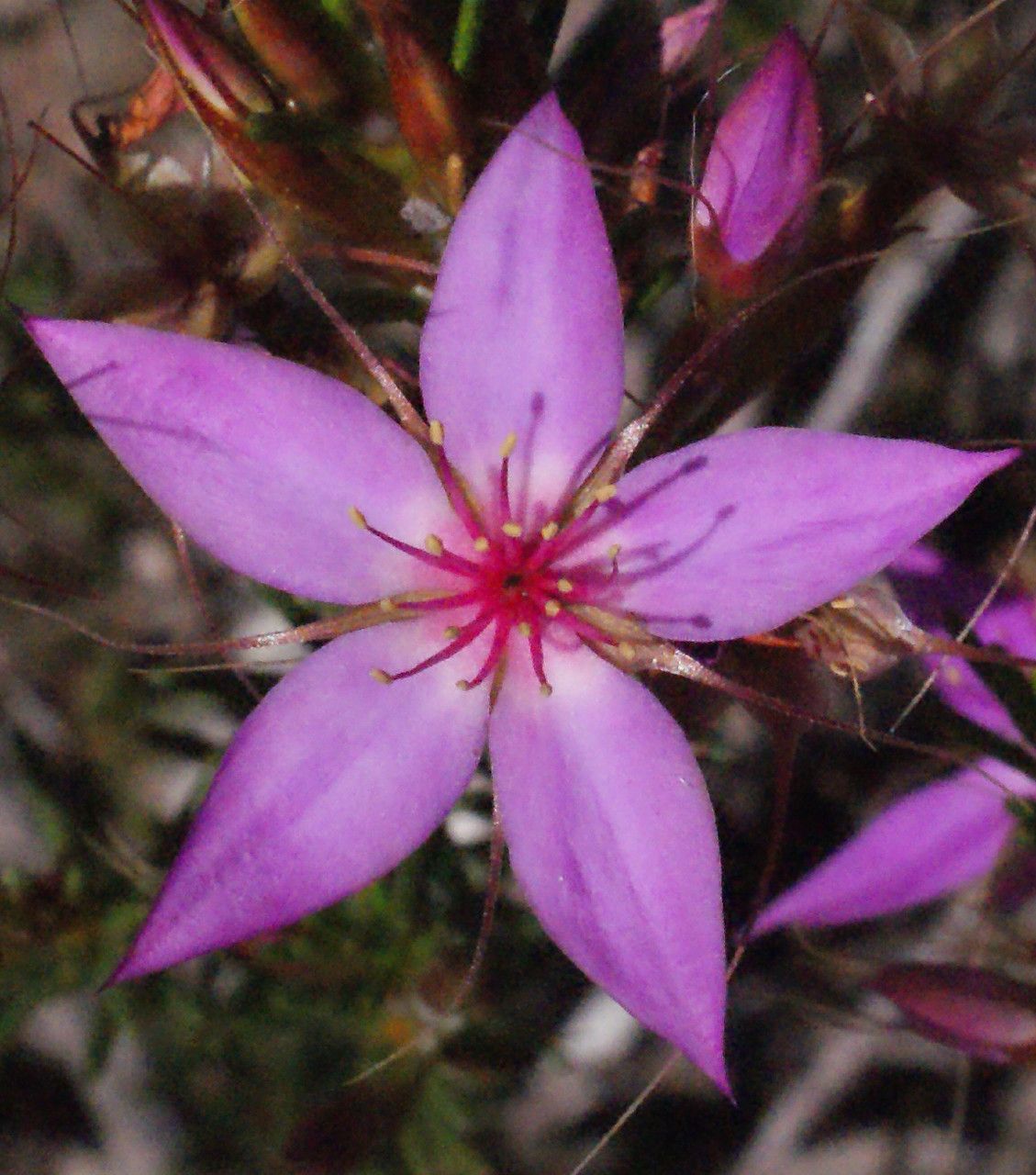 Calytrix glutinosa flower