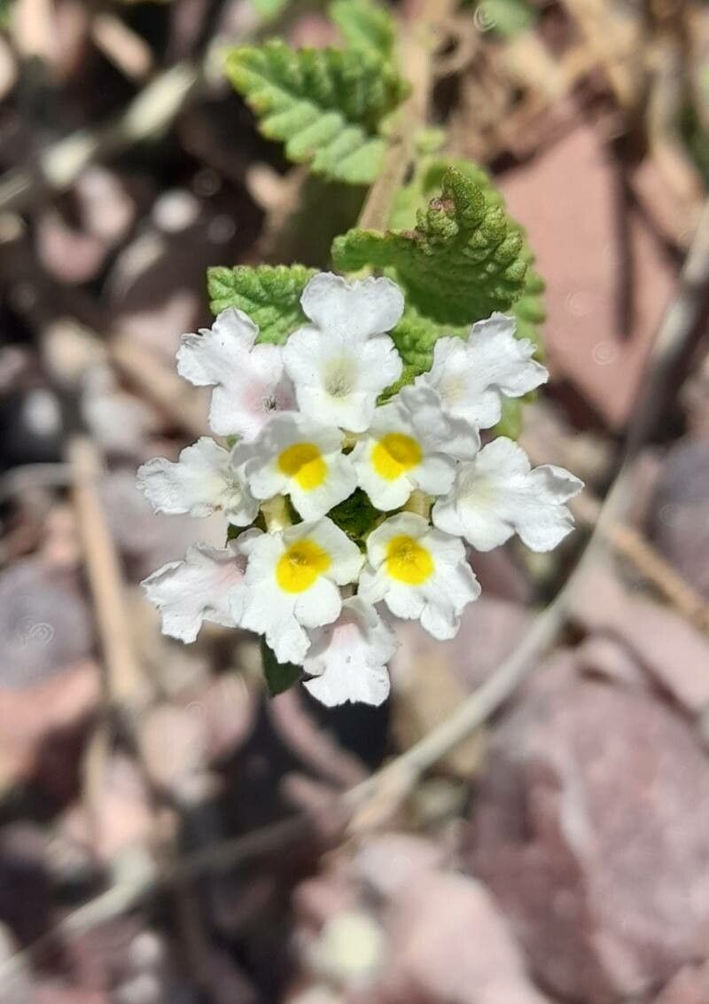Lantana tilcarensis flower