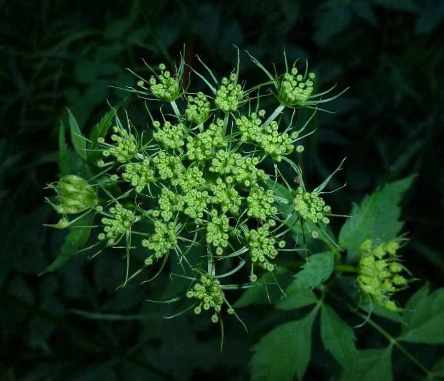 Peucedanum aegopodioides other
