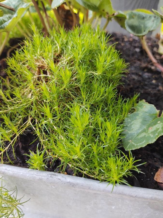 Colobanthus subulatus — related species from the same genus