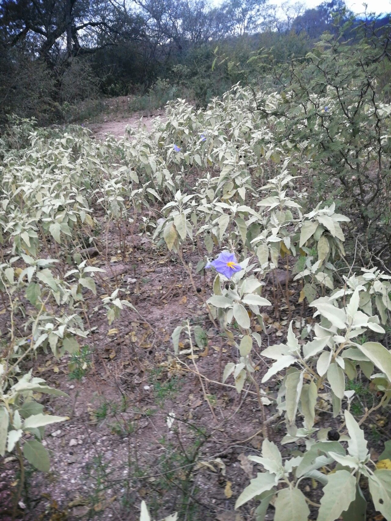 Solanum mortonii habit