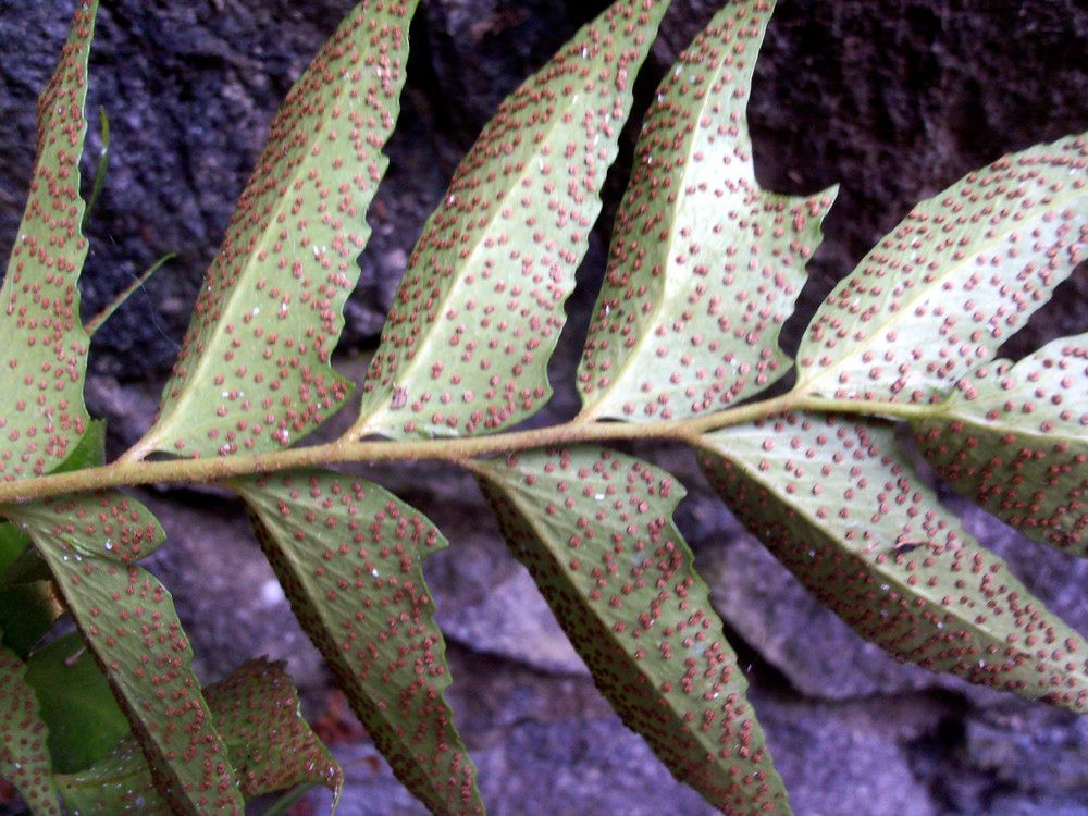 Cyrtomium micropterum leaf