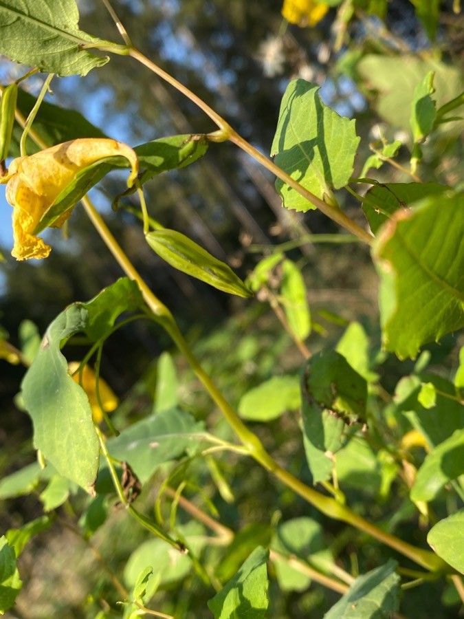 Impatiens noli-tangere fruit