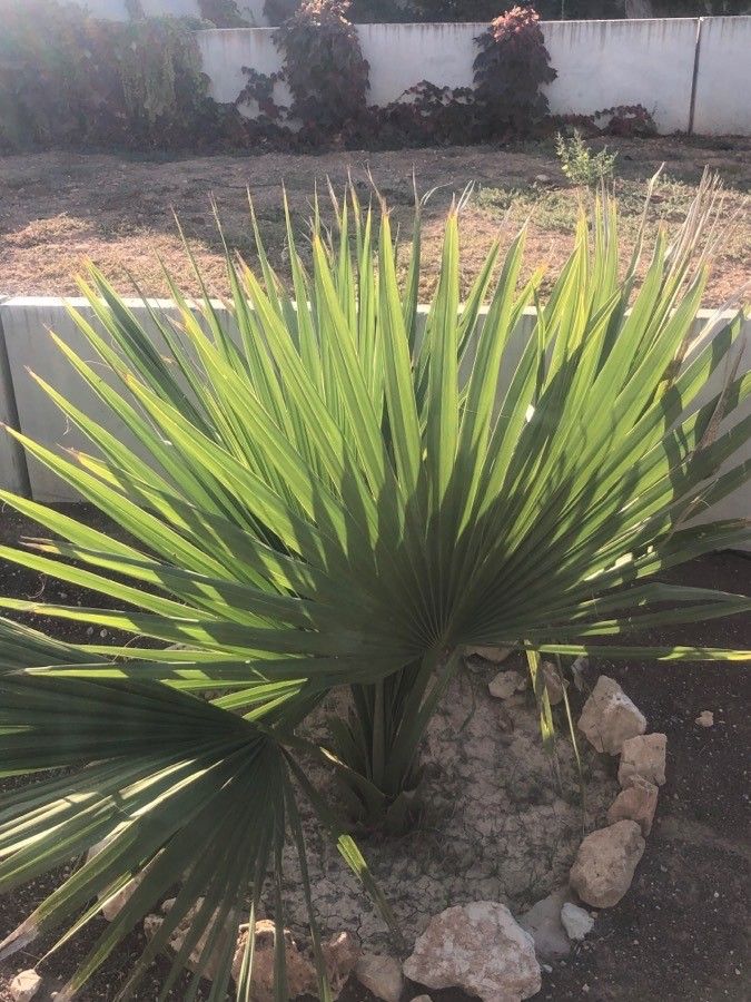 Sabal mexicana — search result for 'Sabal'