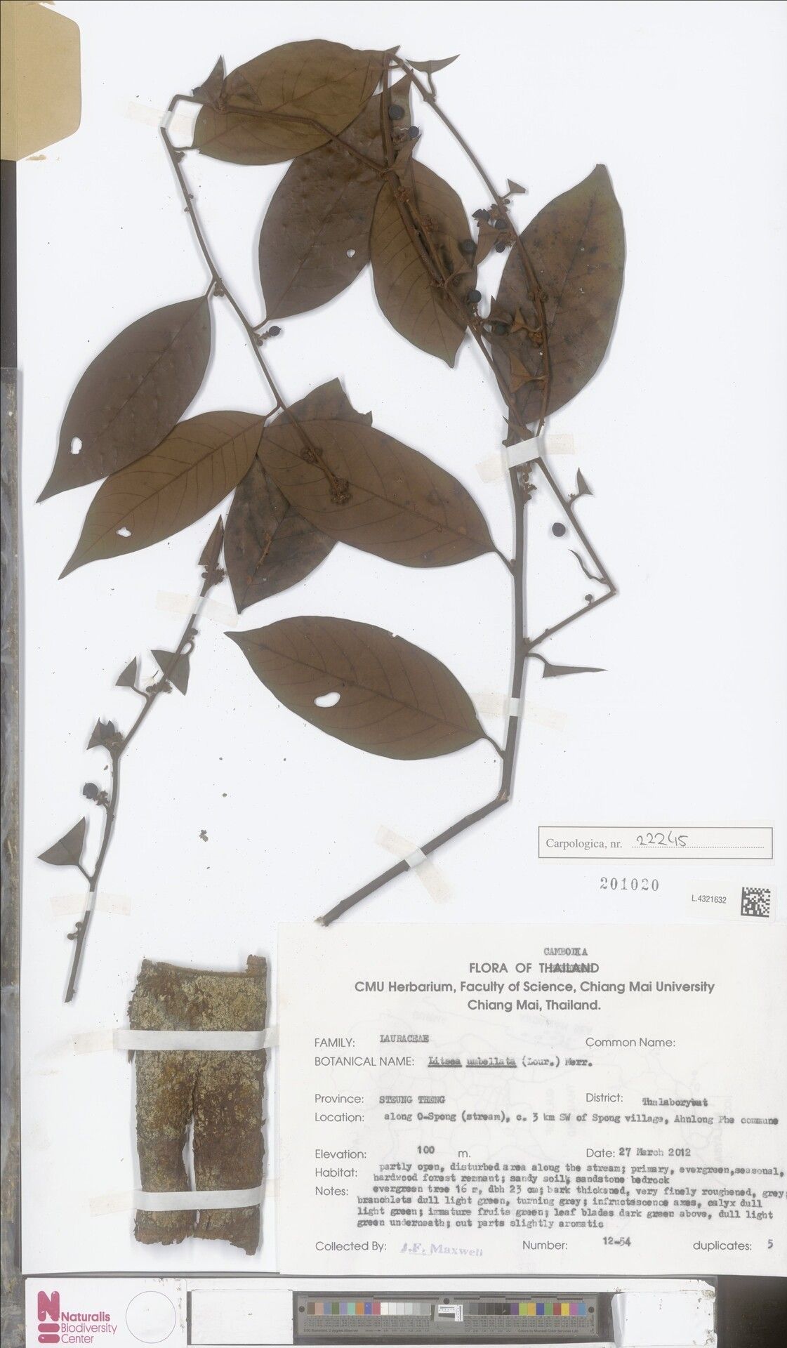 Litsea umbellata other