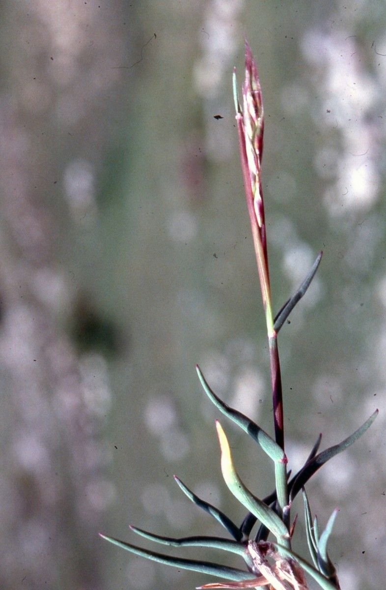Trisetum distichophyllum leaf