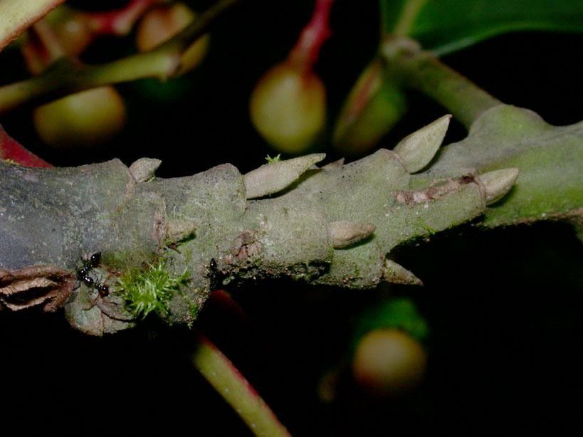Cinnamomum chavarrianum bark