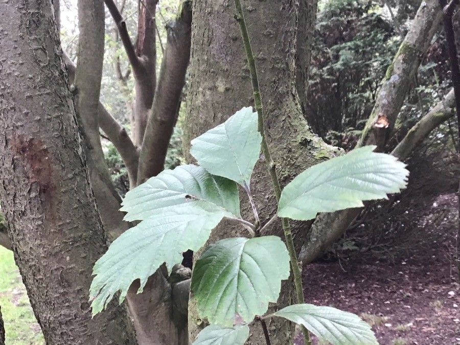 Sorbus graeca — houseplant care guide
