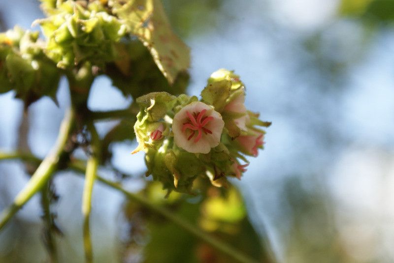 Dombeya ciliata flower