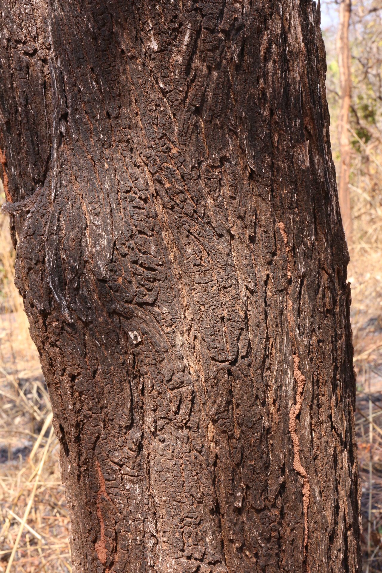Terminalia stenostachya bark
