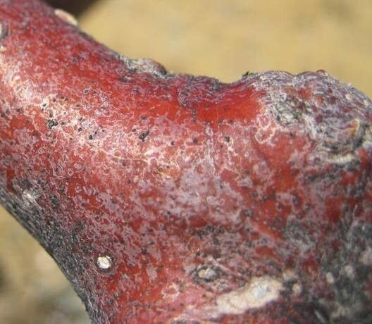 Commiphora multijuga bark