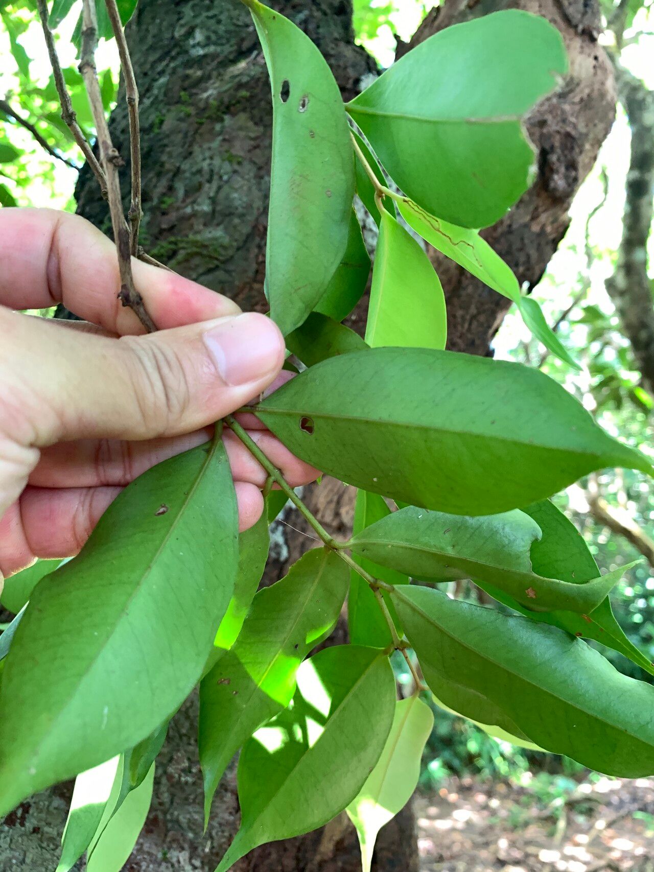 Syzygium acuminatissimum — related species from the same genus