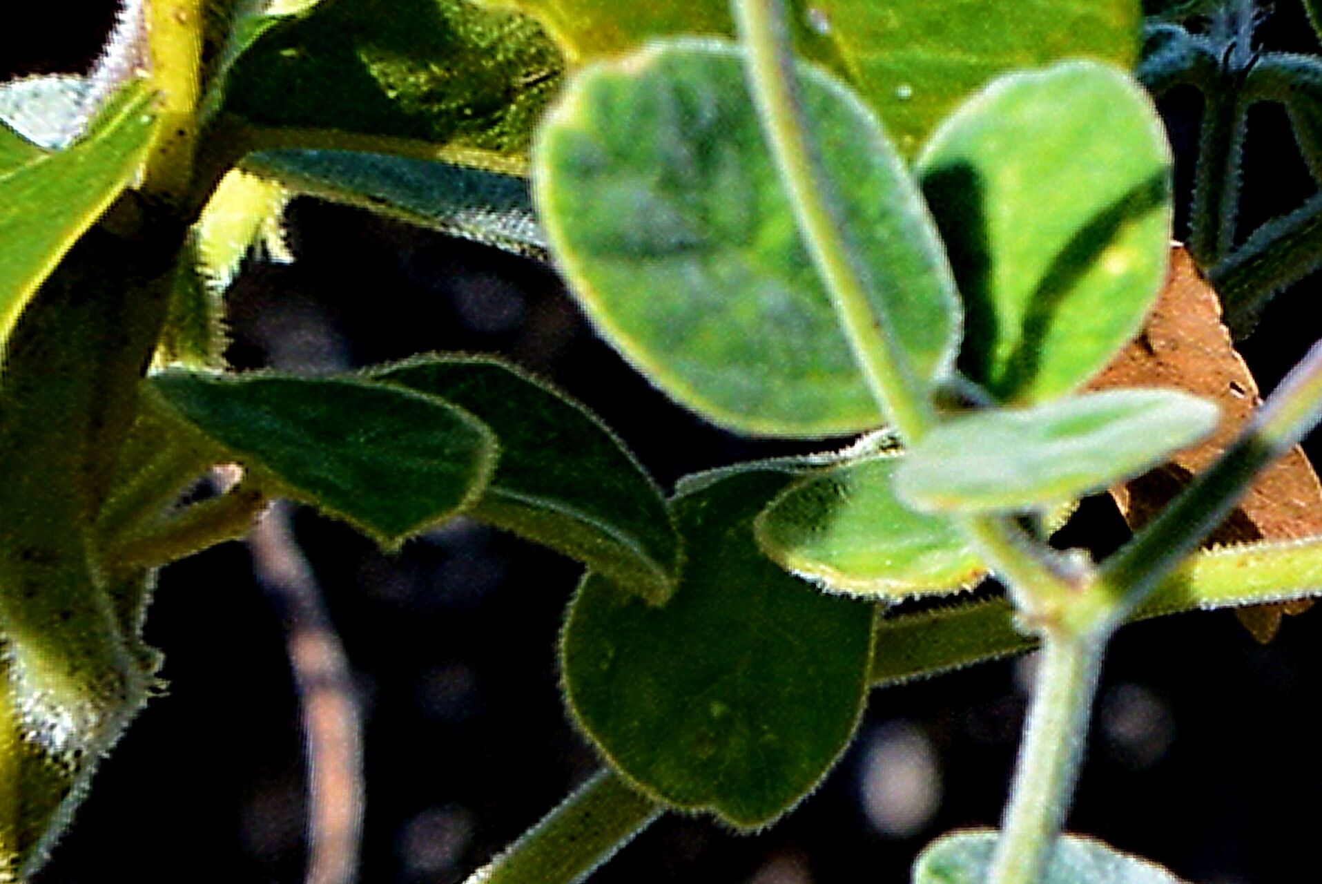 Macroptilium martii — houseplant care guide