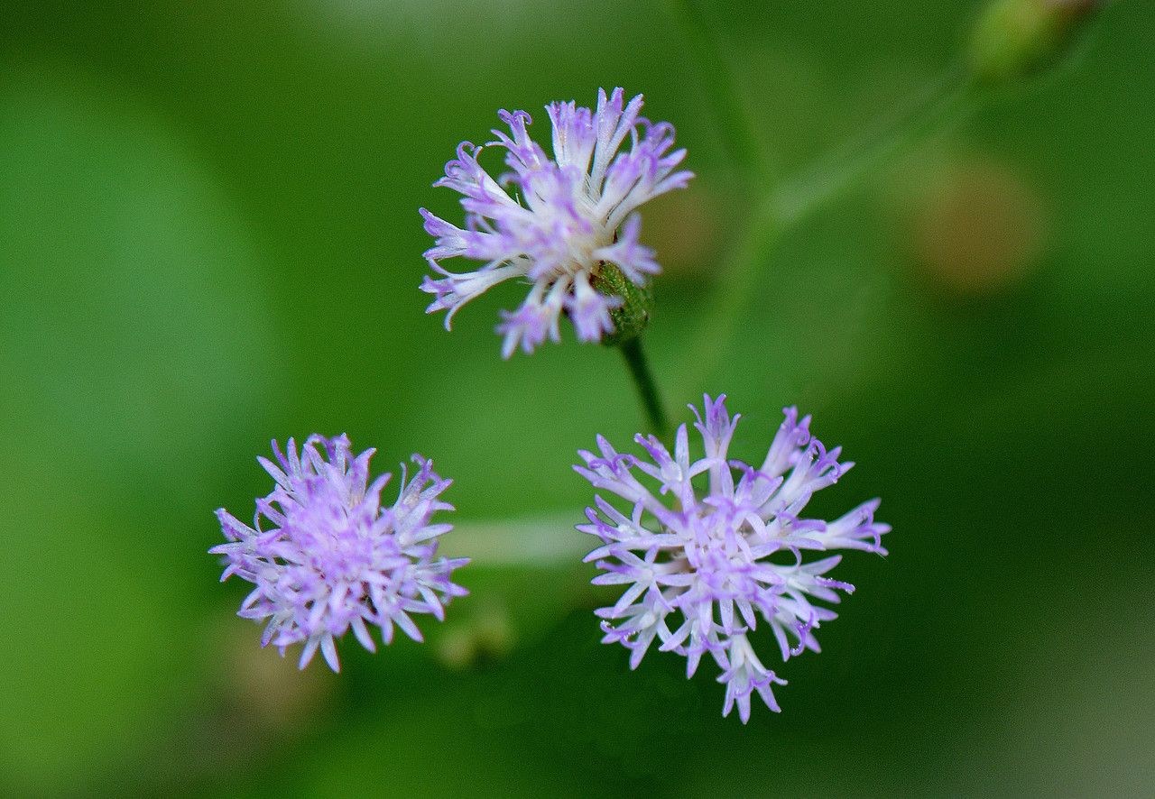 Vernonia betonicaefolia flower