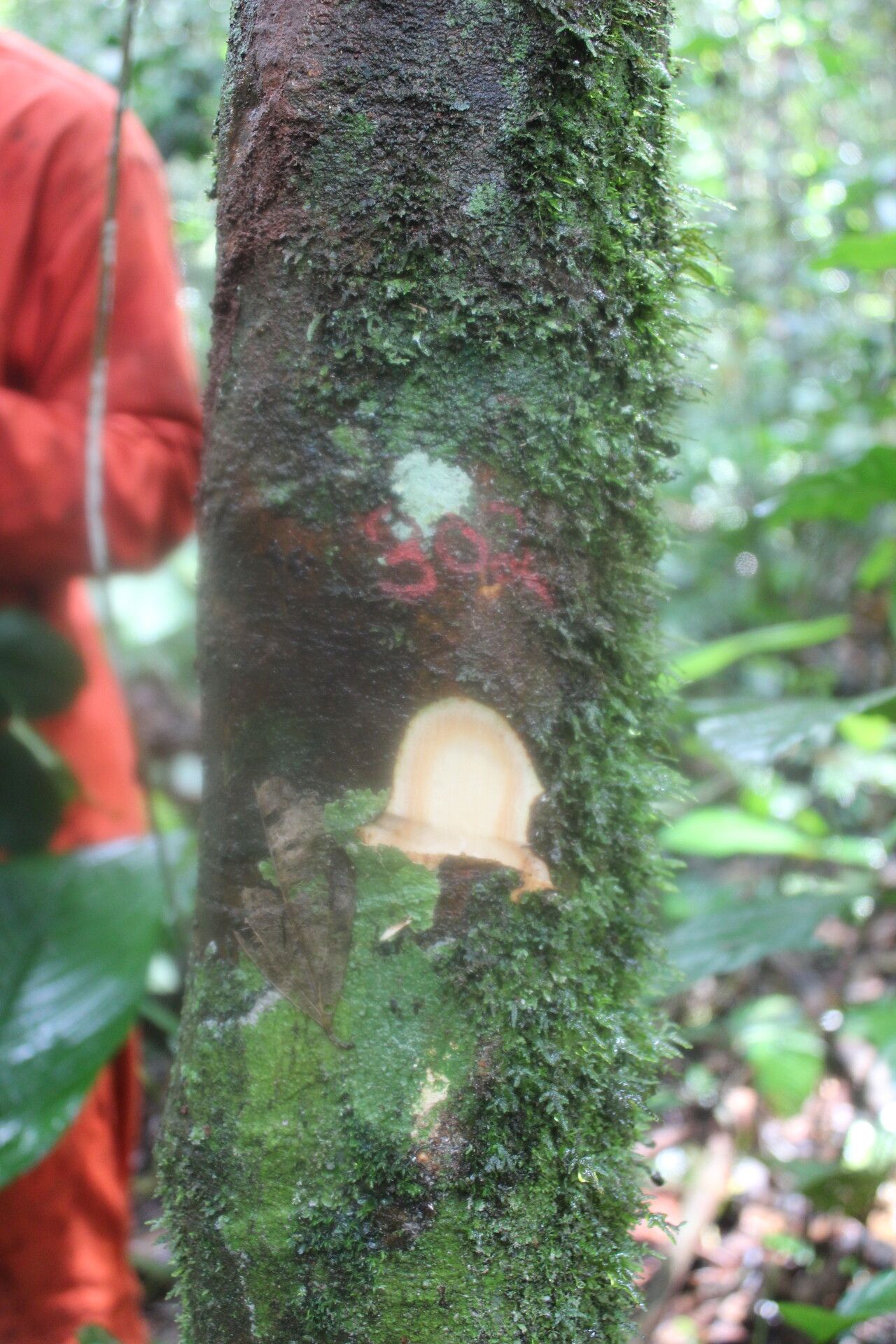 Garcinia preussii bark