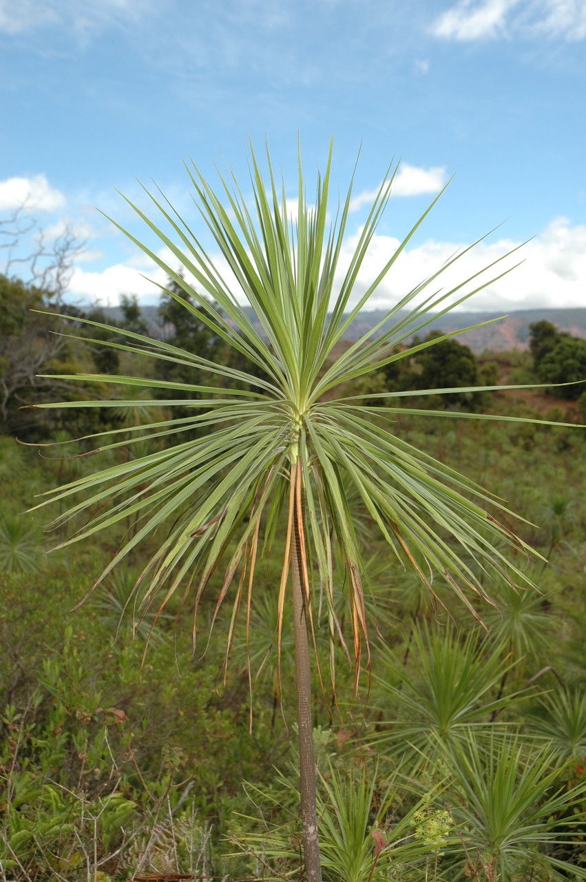 Wilkesia gymnoxiphium leaf