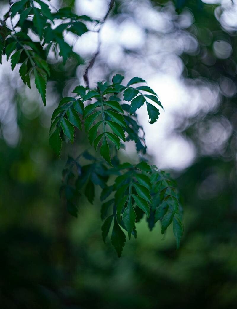 Harrisonia perforata — related species from the same genus