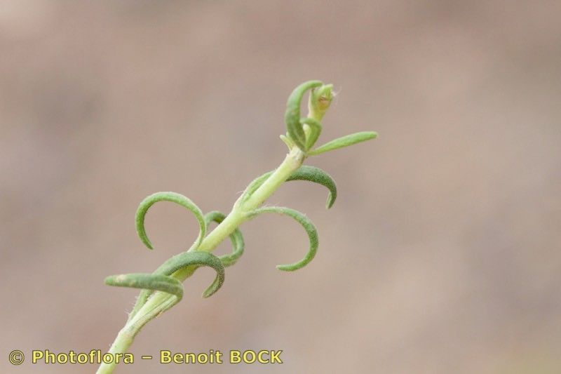 Salvia herbanica other