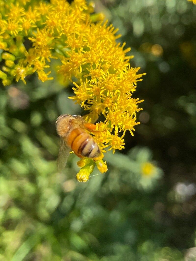 Solidago velutina flower